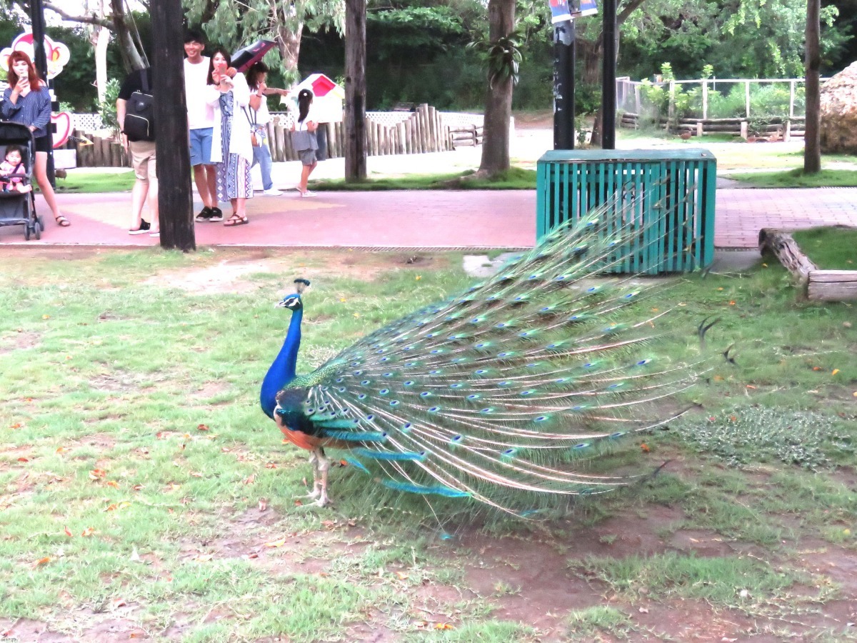 頑皮世界動物園的孔雀看到遊客就開屏。高維奇/攝