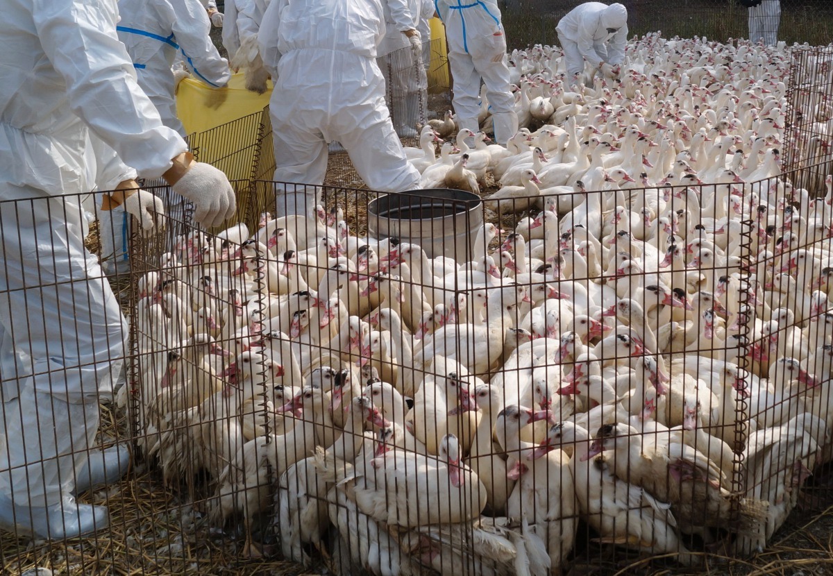 禽流感已不再只是冬季發生，一整年皆有零星發生案例。高維奇／攝