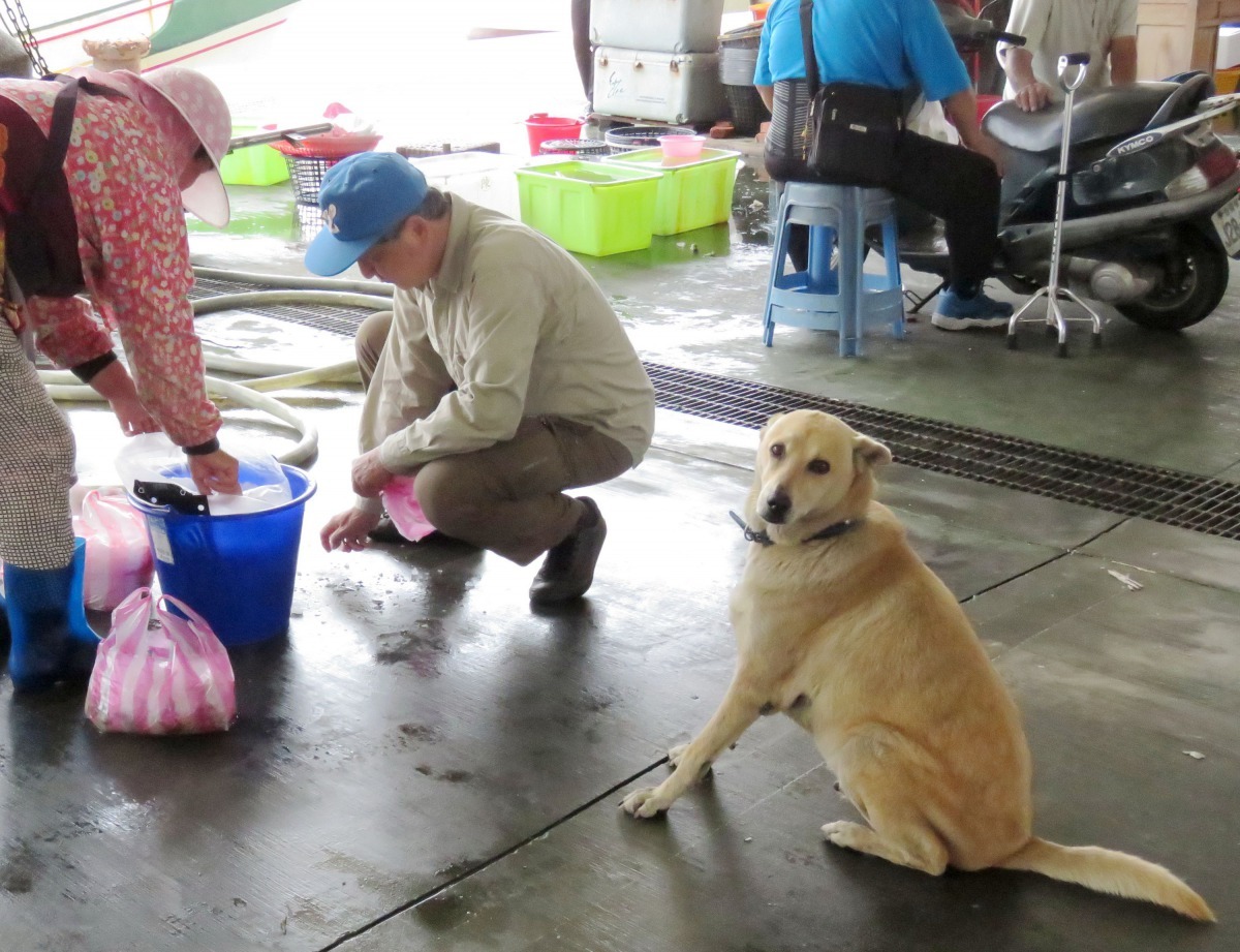 主辦單位歡迎民眾帶毛小孩一起前往活動現場遊玩。高維奇/攝