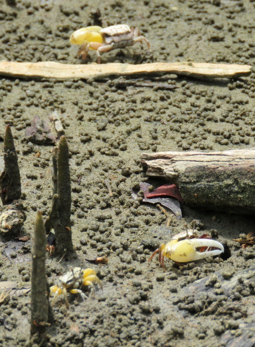走在木棧道可以清楚看見招潮蟹覓食。高維奇/攝