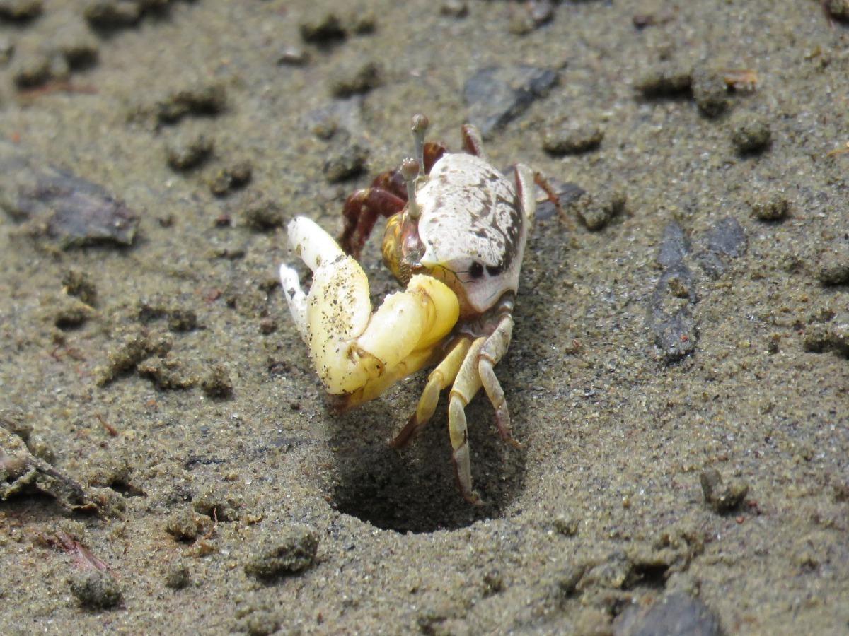 雄招潮蟹的大螯顏色鮮艷有特別的圖案，非常醒目。高維奇/攝
