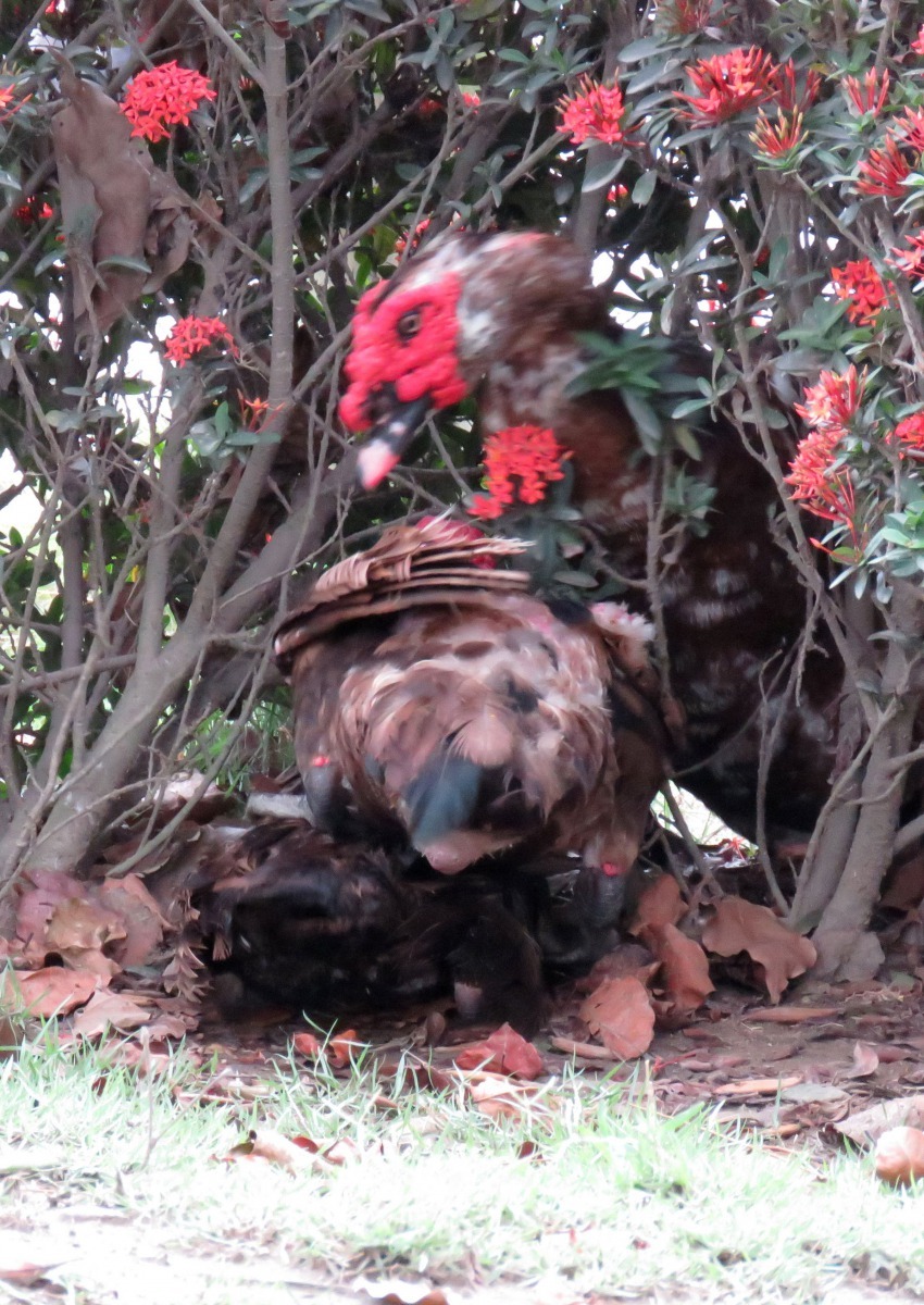 兩隻紅面鴨在交配，卻出殺出第三者。高維奇/攝