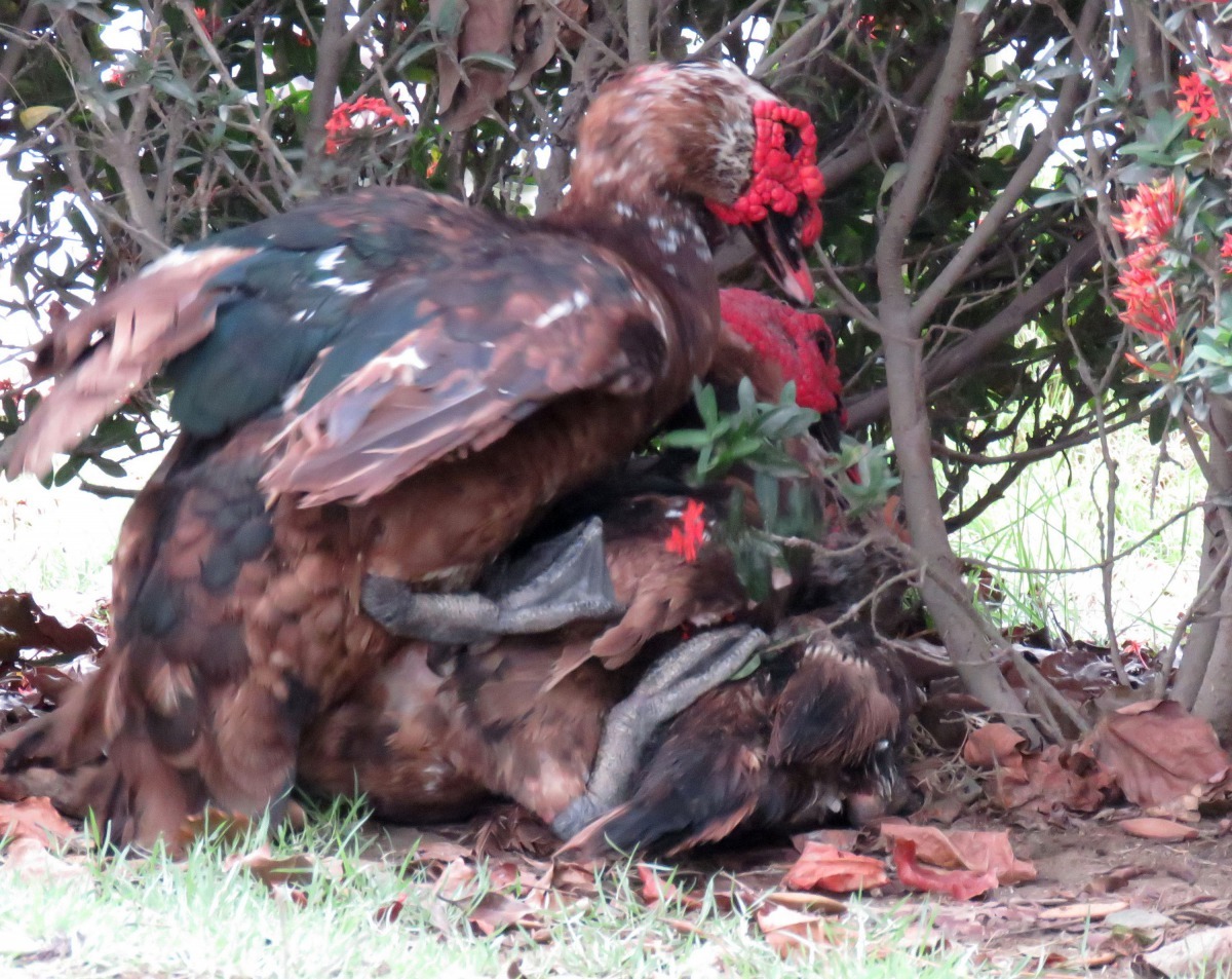 第三者踩在交配的公鴨上面，上演「疊羅漢」的戲碼。高維奇/攝