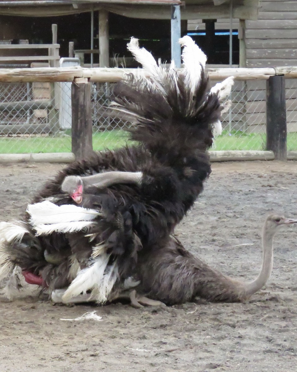 公鴕鳥交配之前先要跳鴕鳥舞，也是在爭交配權。高維奇/攝