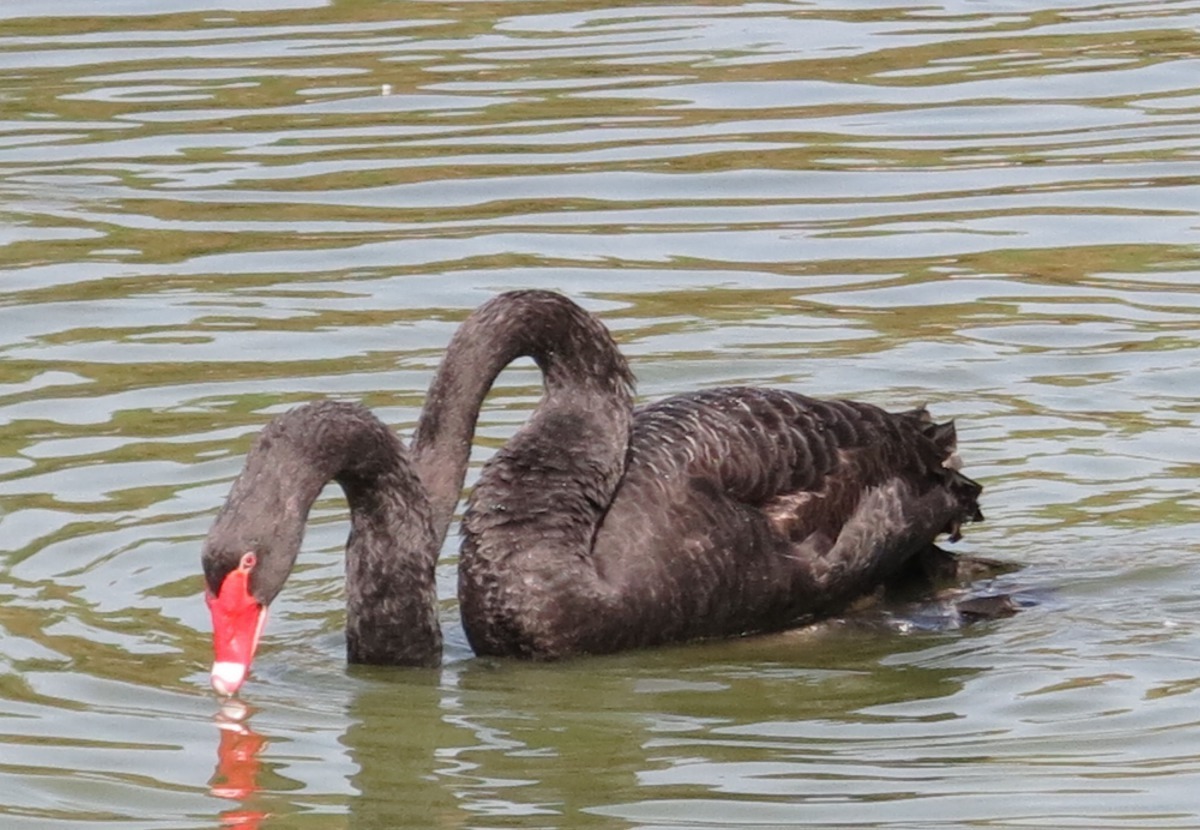 一夫一妻的天鵝，較沒有交配權的競爭。高維奇/攝