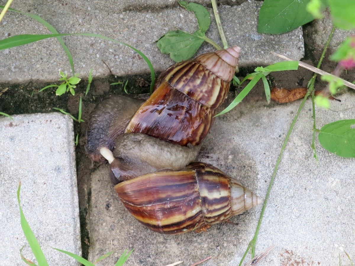 蝸牛雌雄同體，異體受精，應該不會為爭交配權打鬥。高維奇/攝
