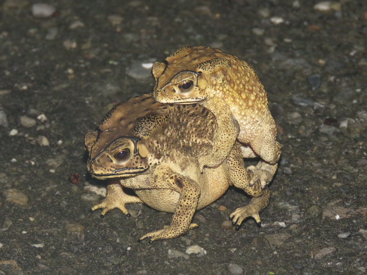 雄蟾蜍靠著響亮的鳴叫吸引母蟾蜍。高維奇/攝