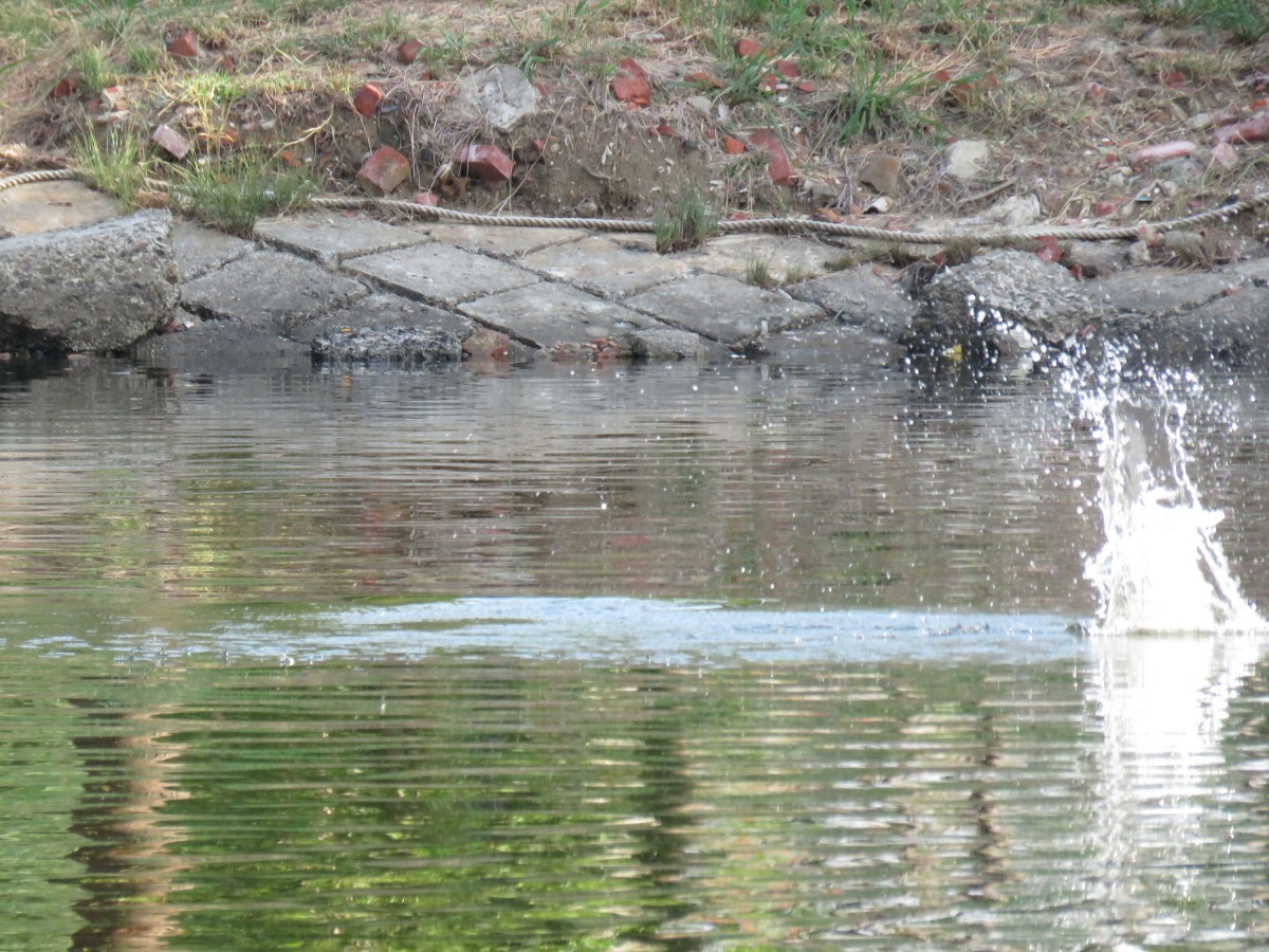 運河不時有魚躍出水面。高維奇/攝