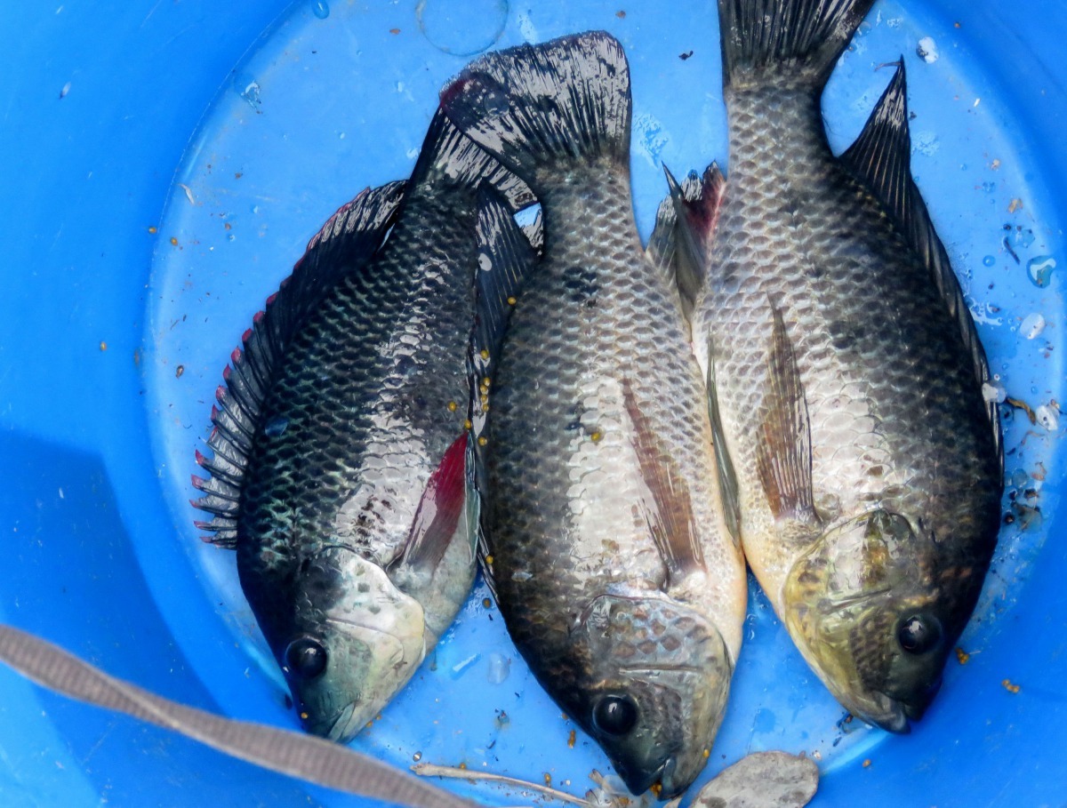 在台南運河釣到的吳郭魚。高維奇/攝