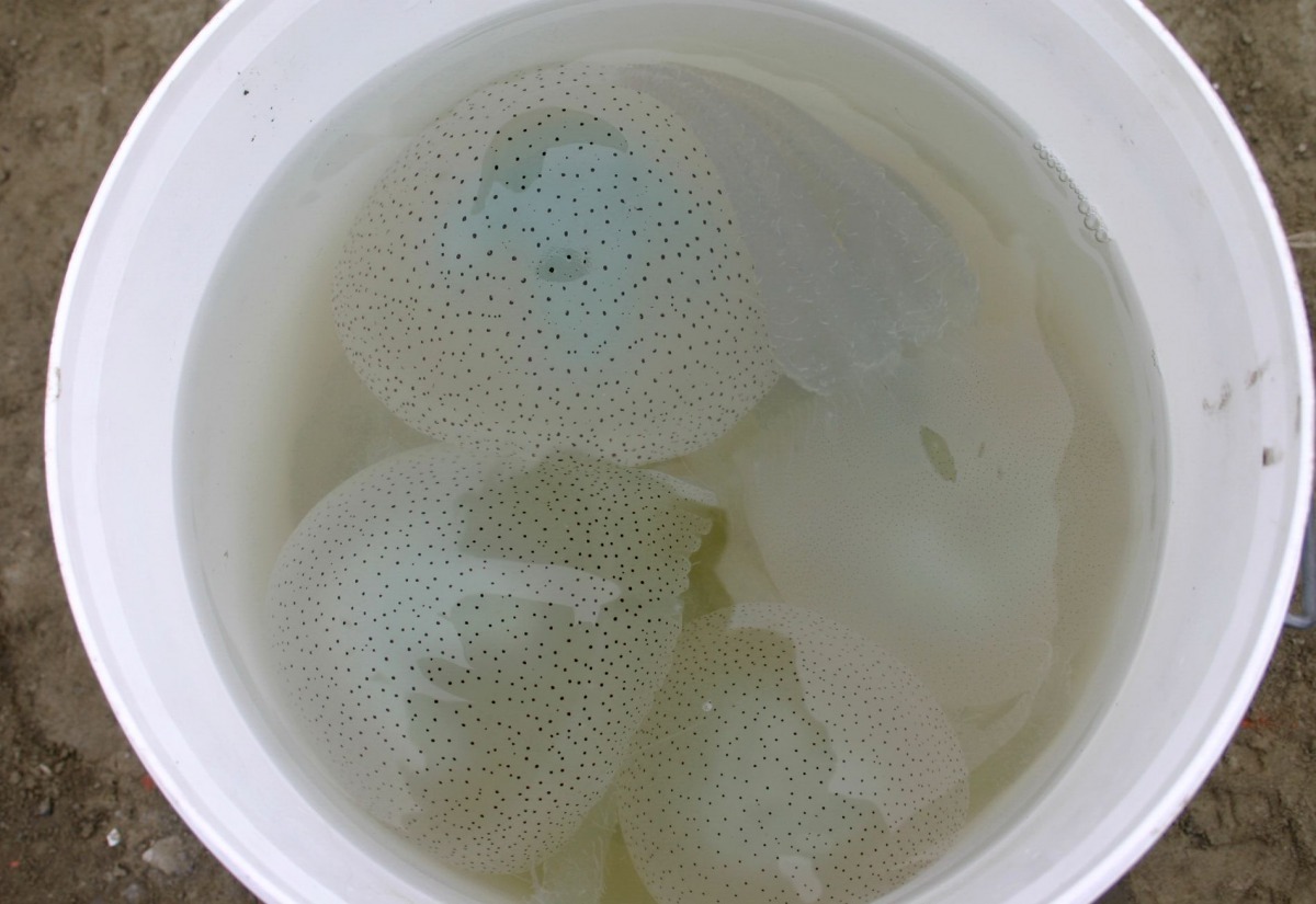 在台南運河發現水母，是水中富含浮游的指標。(示意圖，並非台南運河發浮游的水母)高維奇/攝