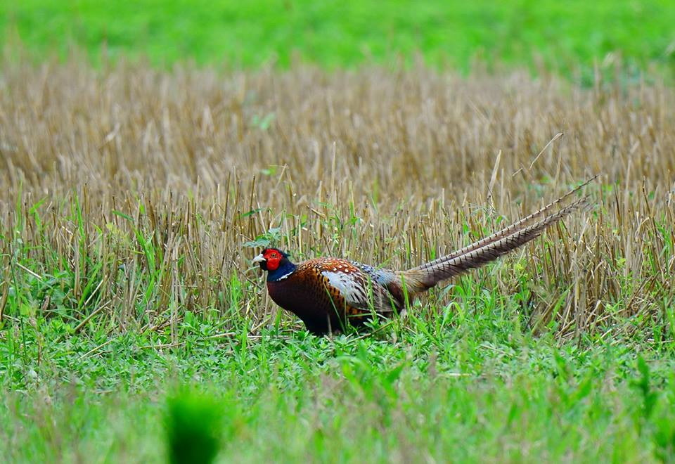 呂其華在故鄉金門拍攝的環頸雉。圖/呂其華提供