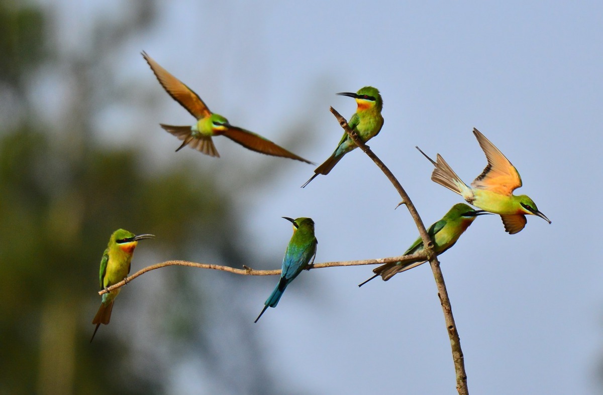 栗喉蜂虎飛行速快，拍攝者必須掌握速度。圖/呂其華提供
