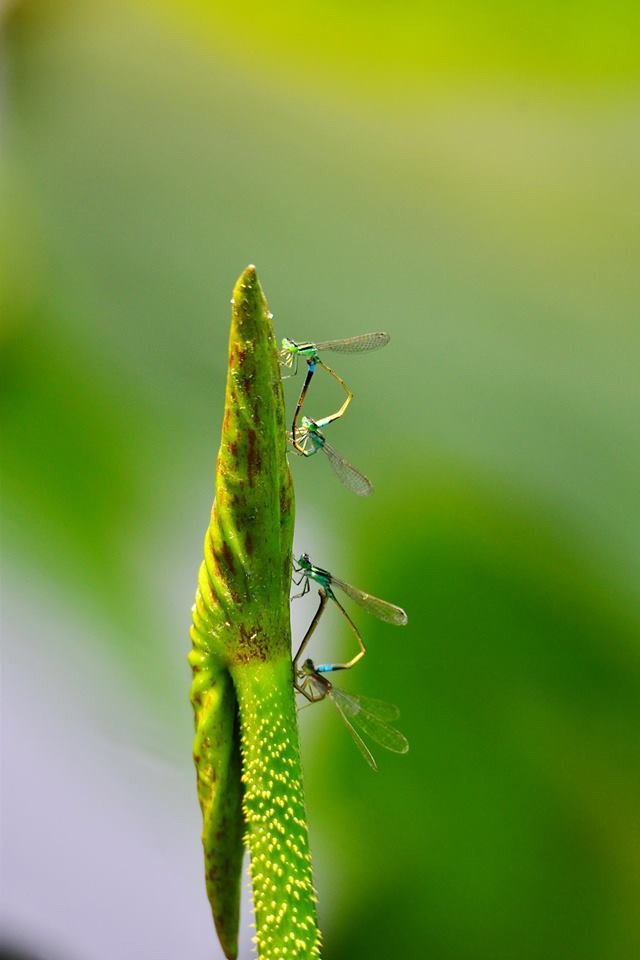 要同時拍到兩對豆娘，需要極大的耐心等候。圖/呂其華提供