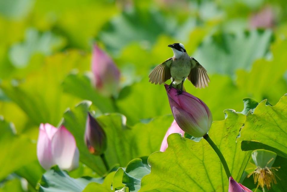 呂其華的蓮花攝影作品，多了躍動生命力。圖/呂其華提供