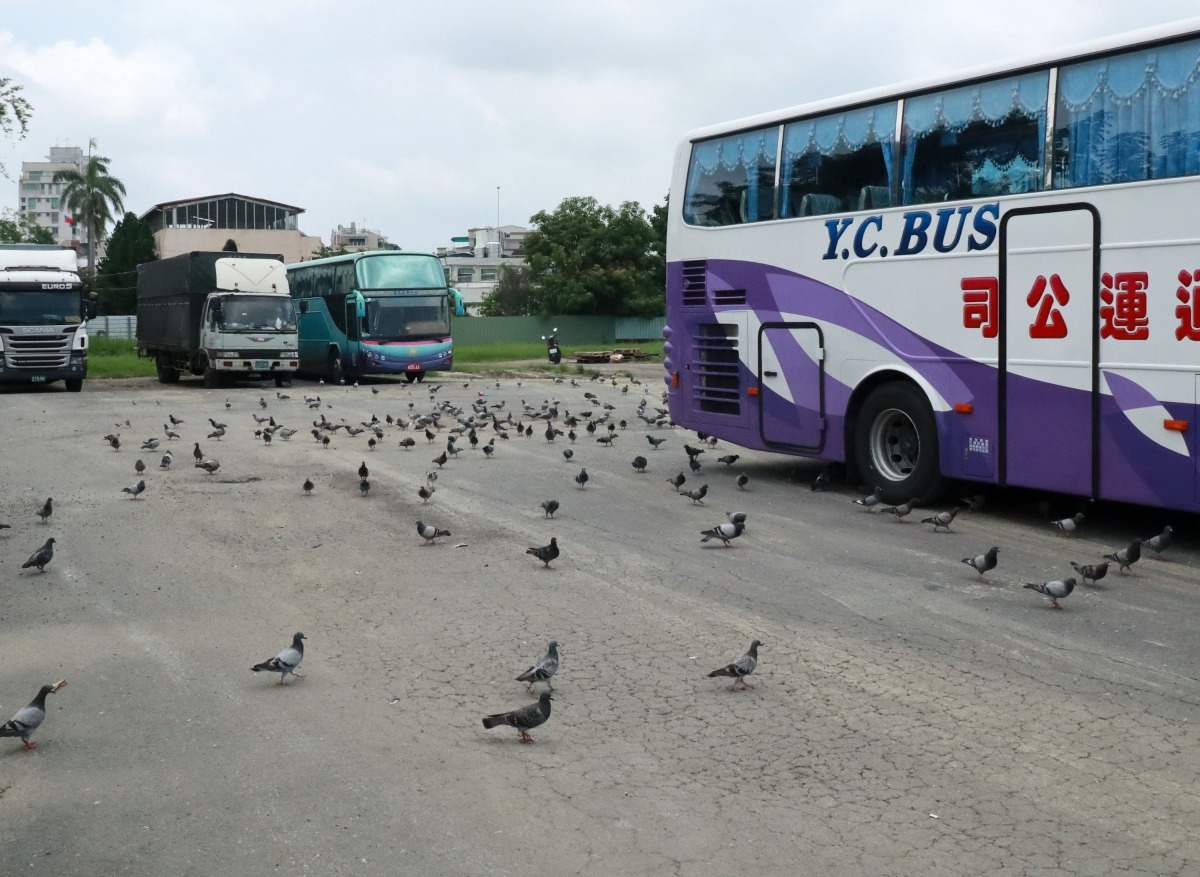 大林國宅的野鴿來自體育公園體育路籃球場對面的停車場。