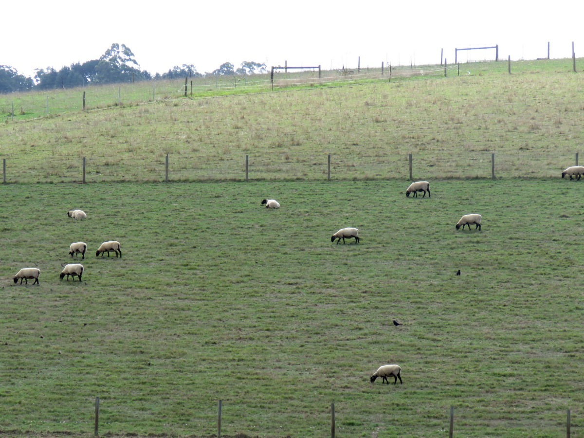紐西蘭、澳洲的牧草低低密度放牧牛羊。高維奇/攝   