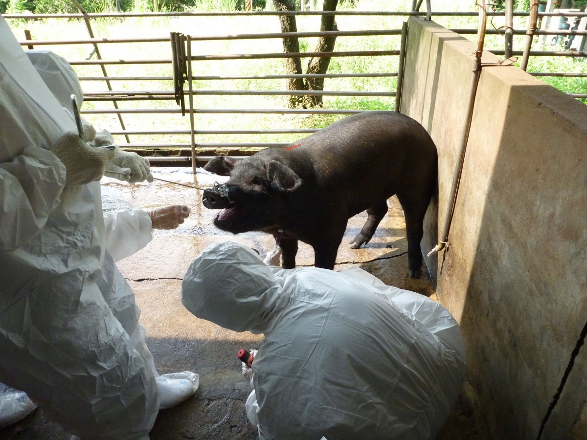 不定期至畜牧場用藥稽查。圖／台南市動保處提供