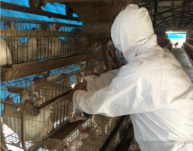 未上市畜禽產品動物用藥監測採樣。圖／台南市動保處提供