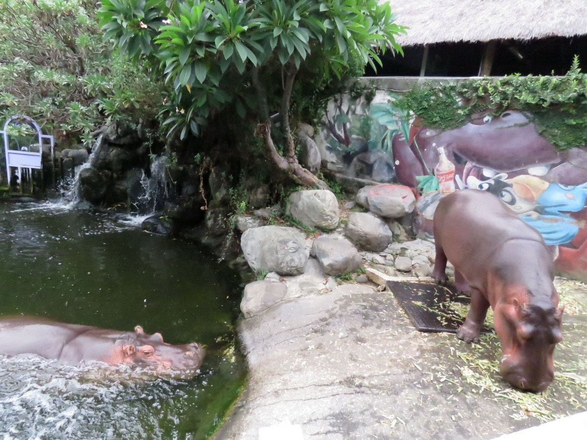 淨園農場飼養的兩隻河馬。高維奇/攝