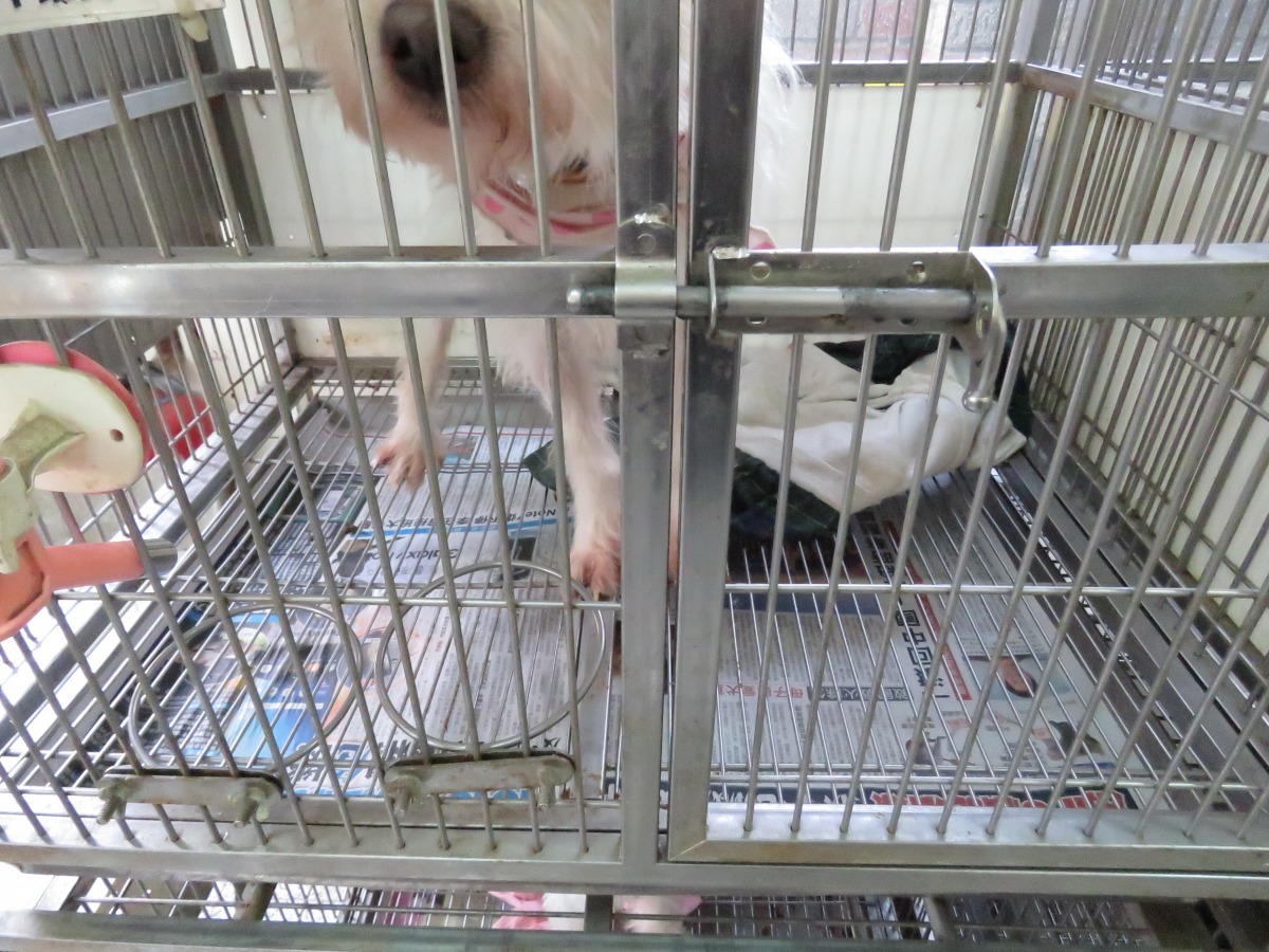 舊報紙在動物之家使用量大。高維奇/攝