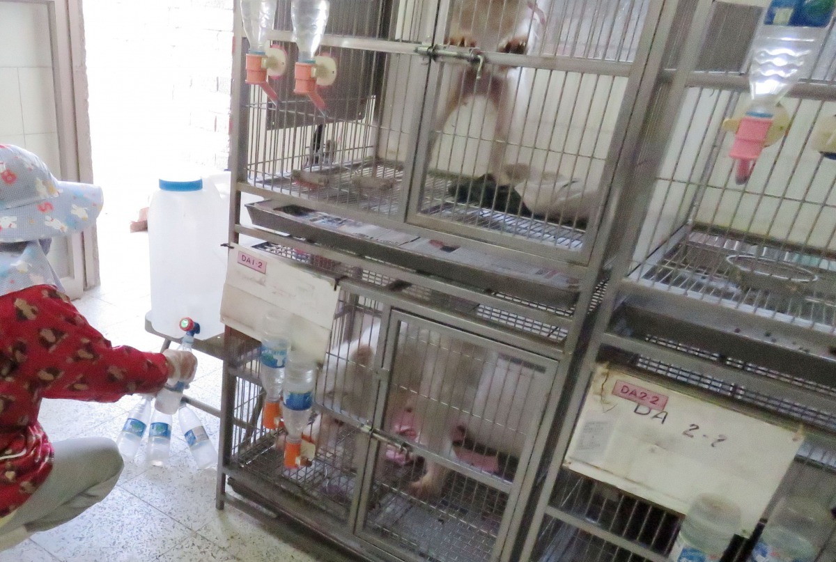 動物之家的幼犬貓皆使用保特瓶加裝飲水器供動物飲用。高維奇/攝