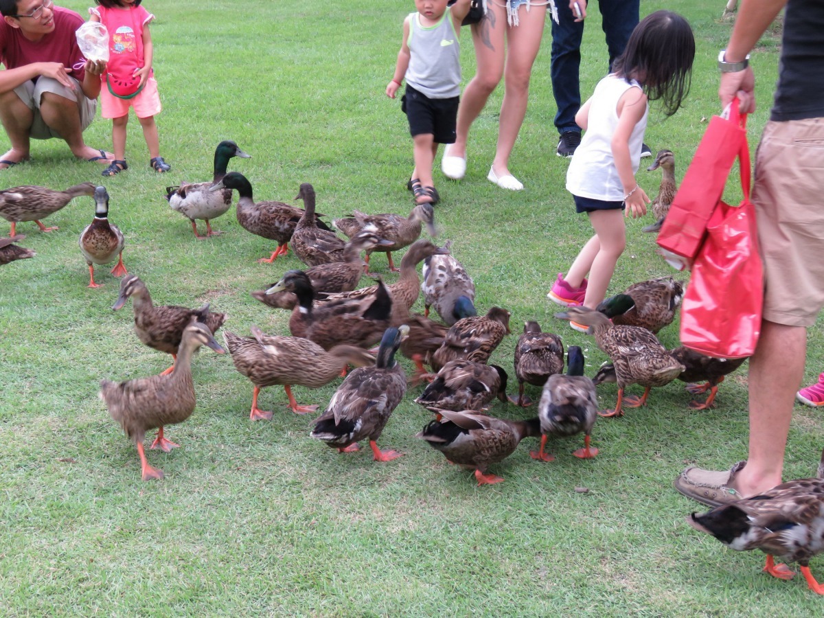 雖是野生禽鳥，但綠頭鴨很親人，是很容易接近的禽鳥。高維奇/攝