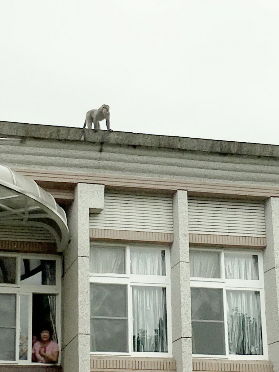 獼猴聰明機伶，三度空間的活動能力讓捕捉非常困難。圖/林景山提供