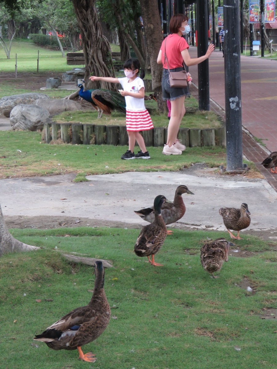 頑皮世界野生動物園的禽鳥任其在園區活動，遊客很容易親近。高維奇/攝