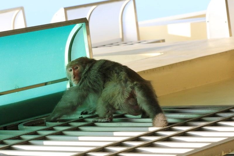 獼猴如果躲在陽台的隱密角落，就很難射麻醉槍。圖/林景山提供