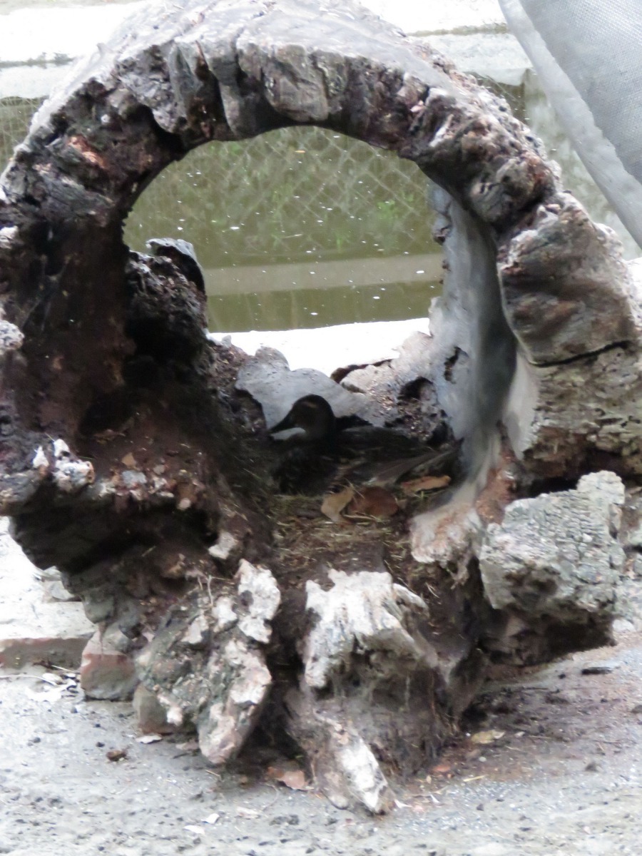綠頭鴨繁殖力驚人，頑皮世界野生動物園的母鴨在水豚區的枯樹幹中孵蛋。高維奇/攝