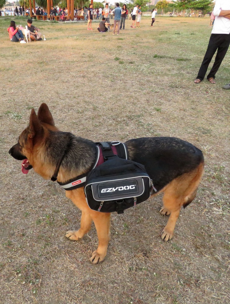 這隻狼犬帶著清狗便工具、飲用水，為主人分憂解勞。高維奇/攝