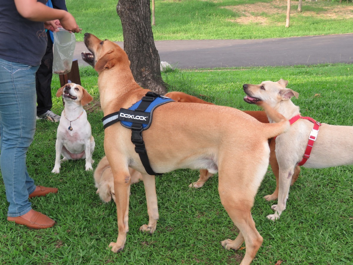 永康公園在下午聚集遛狗人潮，飼主帶零食與寵物們分享。高維奇/攝
