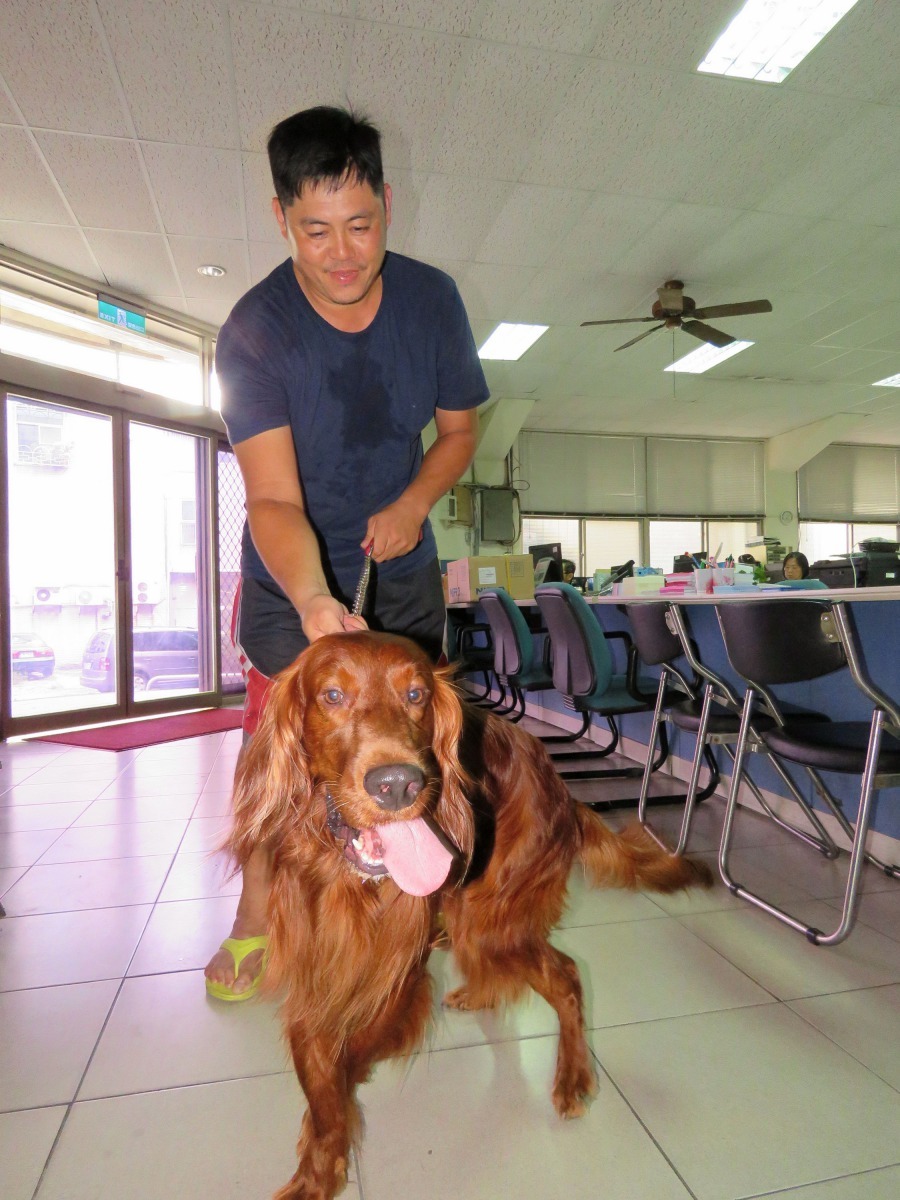雪達又名愛爾蘭蹲獵犬、紅色蹲獵犬，個性溫馴活潑、精力旺盛、淘氣愛玩，當陪伴犬也很適合。高維奇/提供