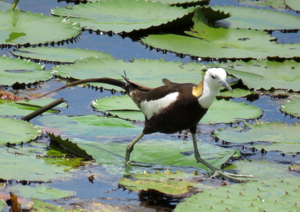 水雉體態優雅，修長尾羽在水面行走或飛翔時飄逸美麗，有「凌波仙子」的美稱。高維奇/攝