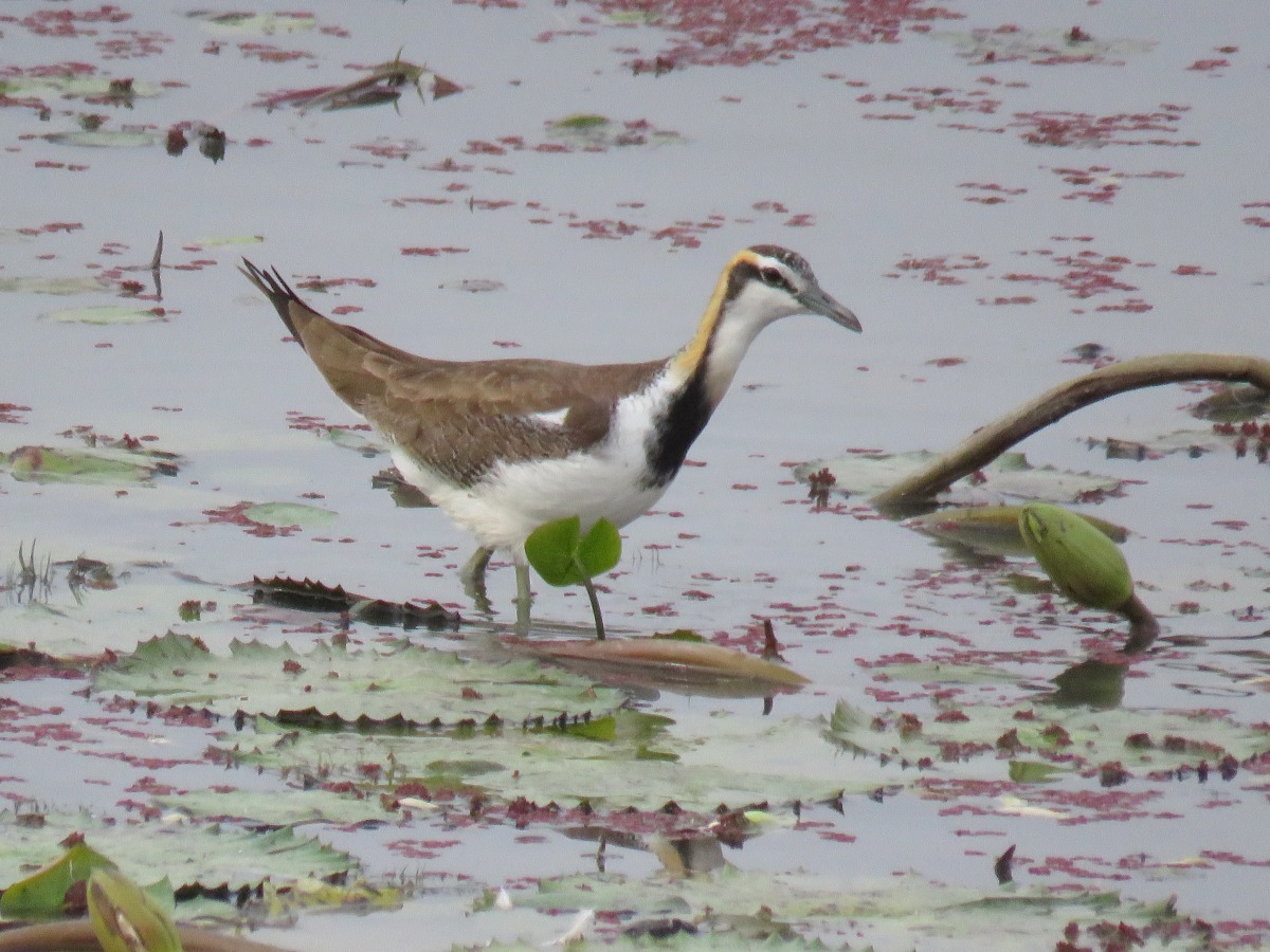 繁殖期過後，水雉會換上非繁殖羽（冬羽），外型質樸。高維奇/攝