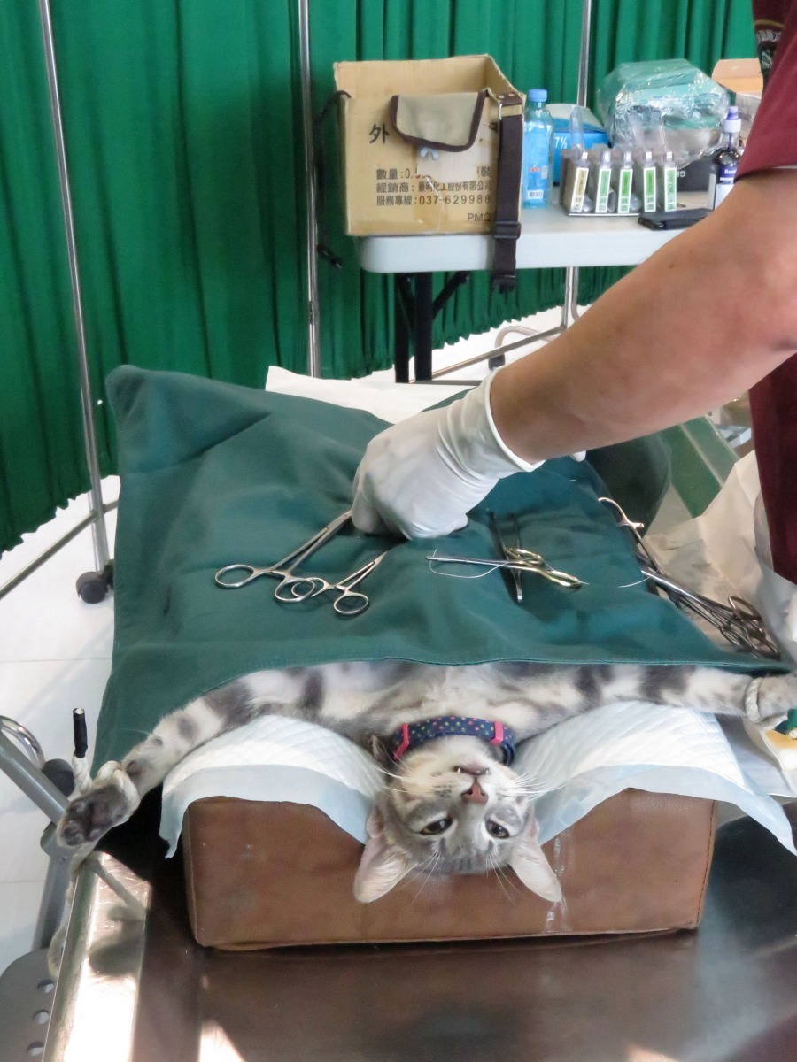 三合一活動家貓絕育數有增加的現象。高維奇/攝