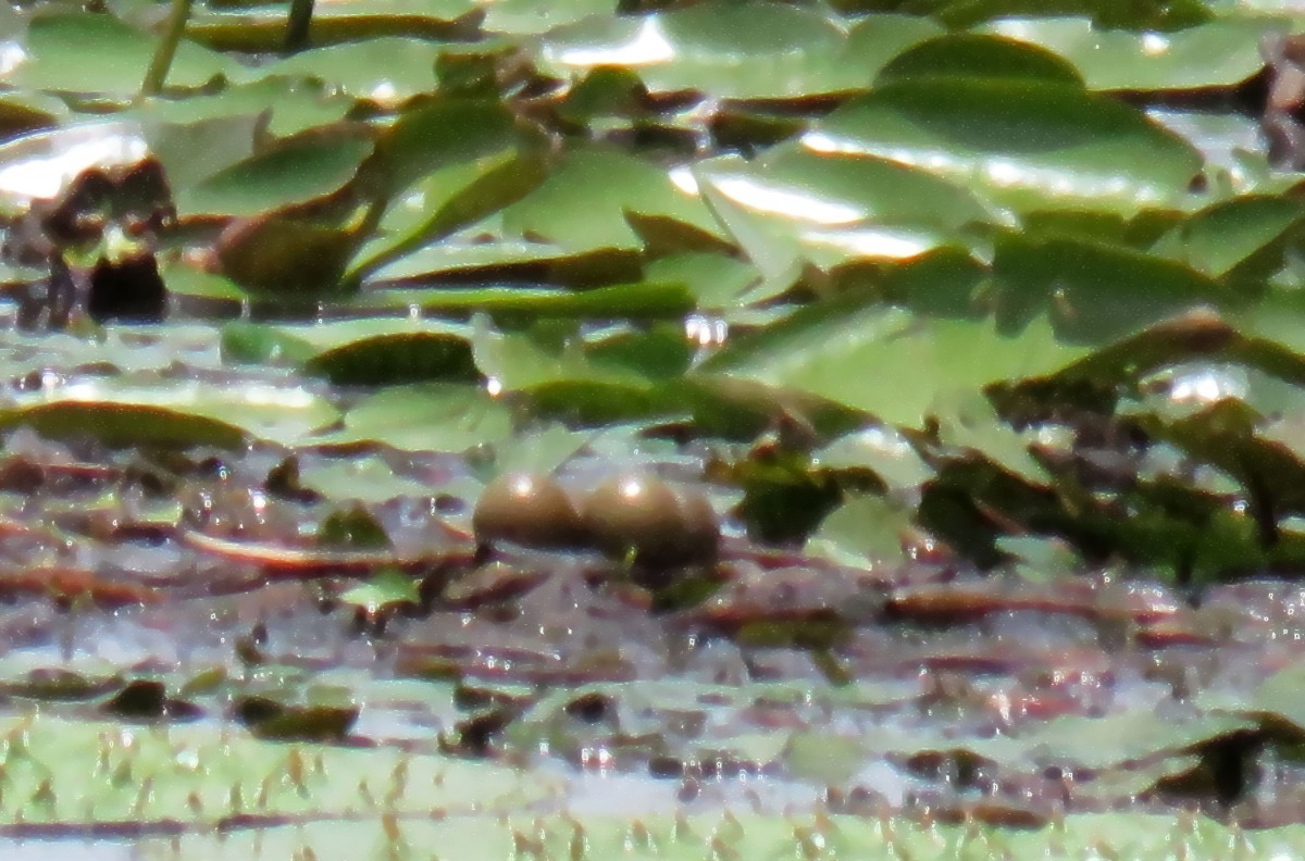 水雉生下的蛋，負責孵蛋的公鳥離巢覓食。高維奇/攝
