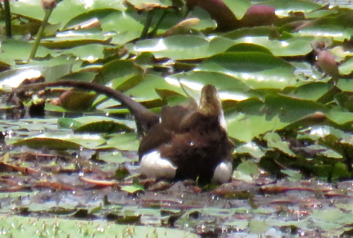 填飽肚子的公水雉回巢孵蛋，非常盡責。高維奇/攝