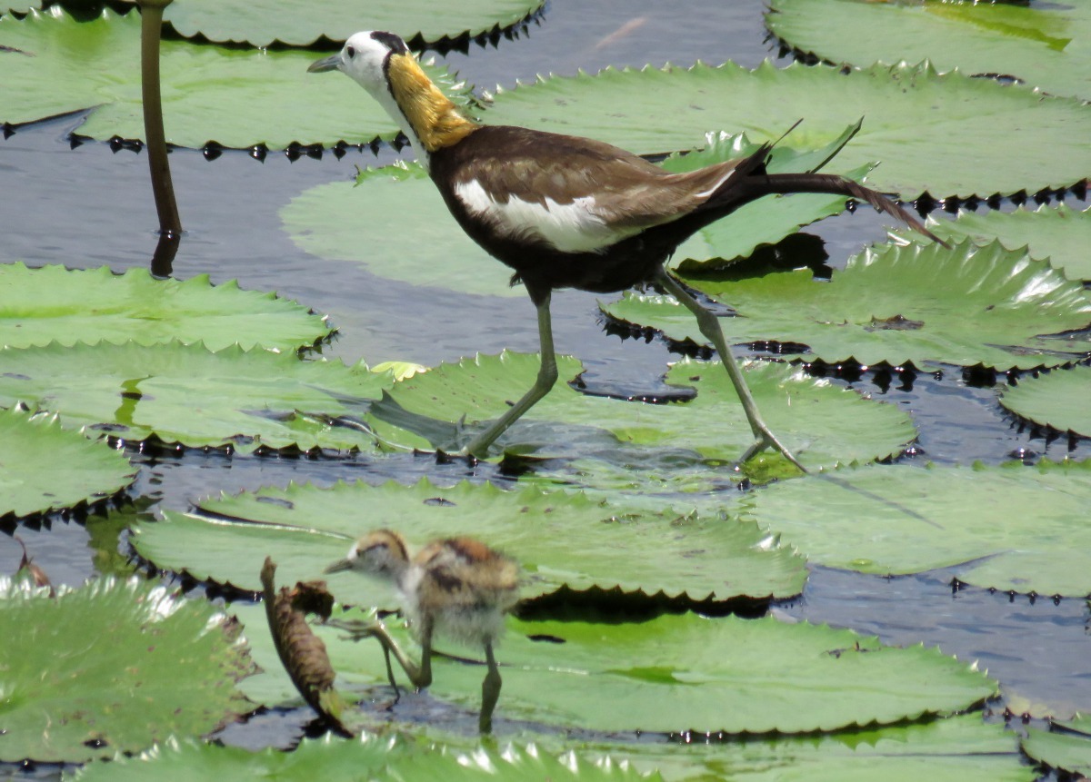 水雉夫妻不負責育雛，幼鳥破殼後就得自立自強。高維奇/攝
