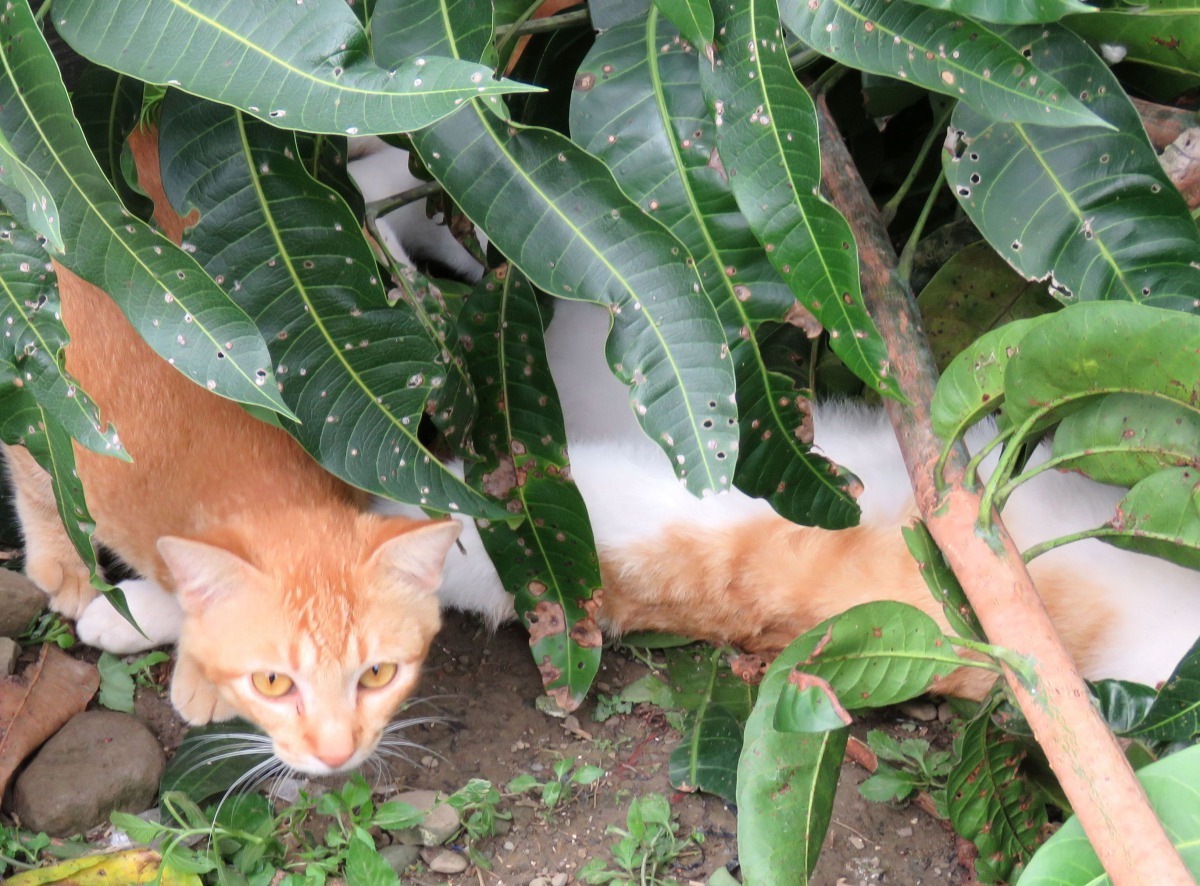 山區的貓呈半野生狀態。高維奇/攝