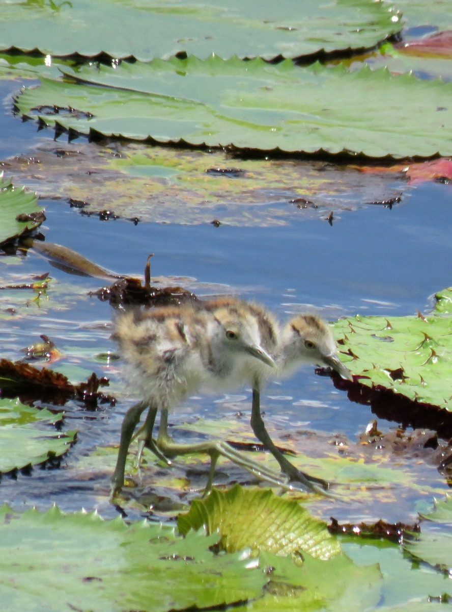 可愛的水雉幼鳥。高維奇/攝