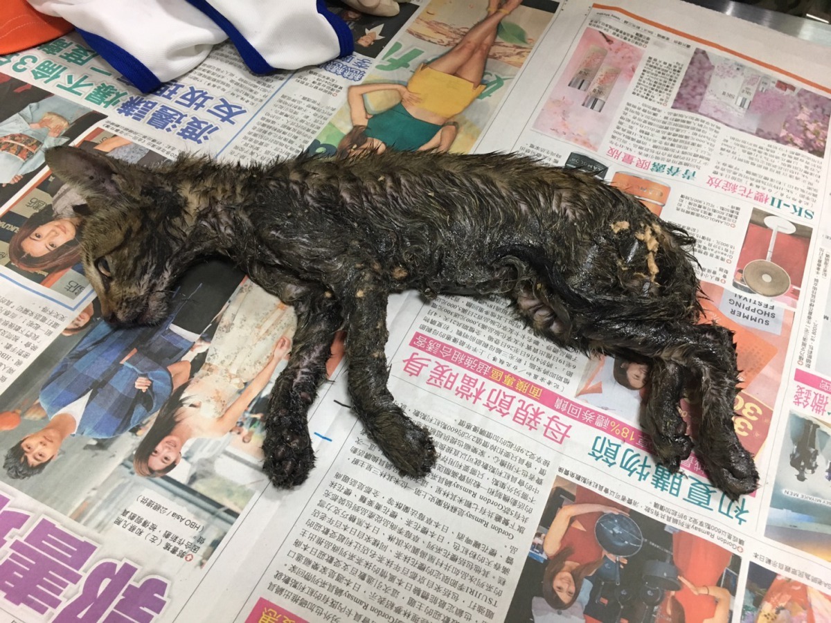 貓被捕鼠板黏住被送到收容所仍驚慌哀號。高維奇/攝