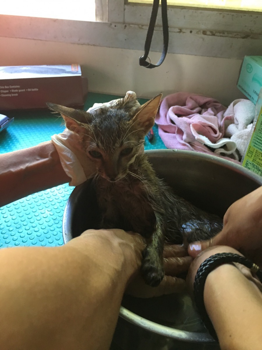 使用卸妝油清洗貓身上的黏液效果非常好，沒有卸妝油也可以用沙拉油。高維奇/攝