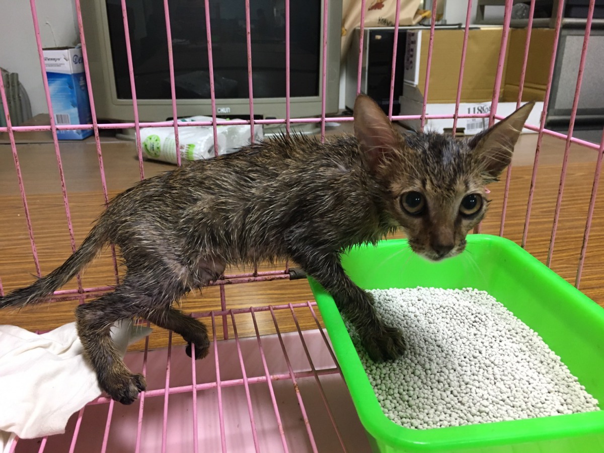 用卸妝油清洗再洗澡，貓才恢復原來的樣子。高維奇/攝