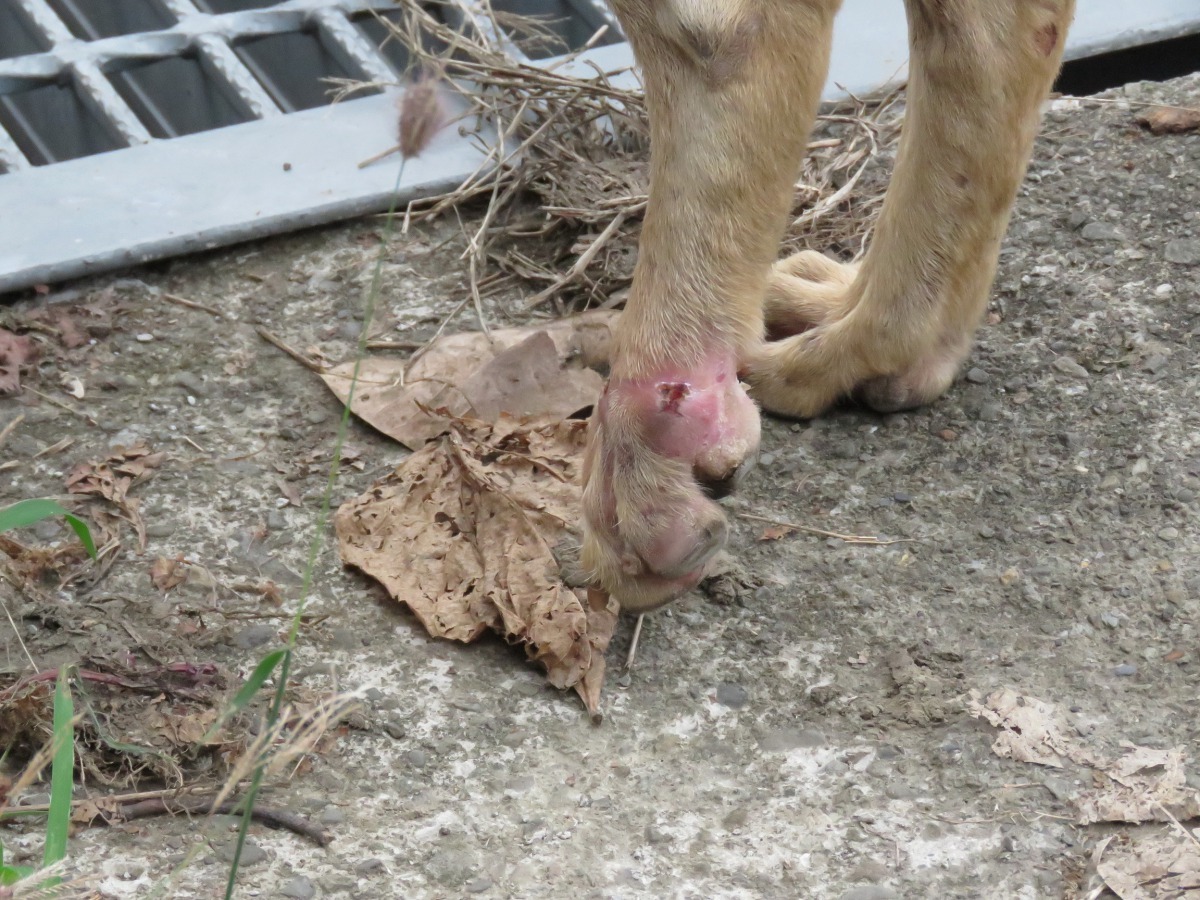 這隻狗中捕獸鋏後，即時誘捕送醫才免被截肢。高維奇/攝