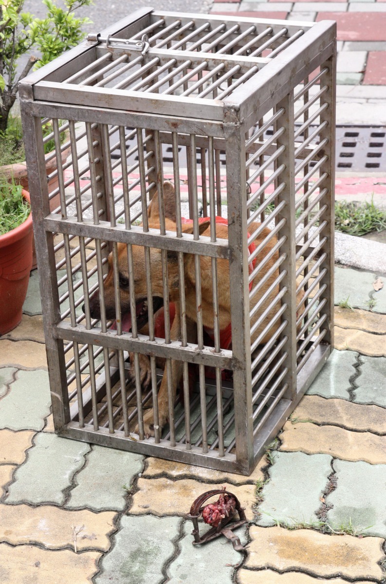 這隻狗中捕獸鋏後傷口腐爛壞死，民眾捕捉時腳掌斷落。高維奇/攝