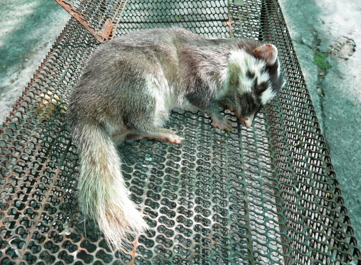 台南鼬獾咬人案例倍增，疫情上升。高維奇/攝