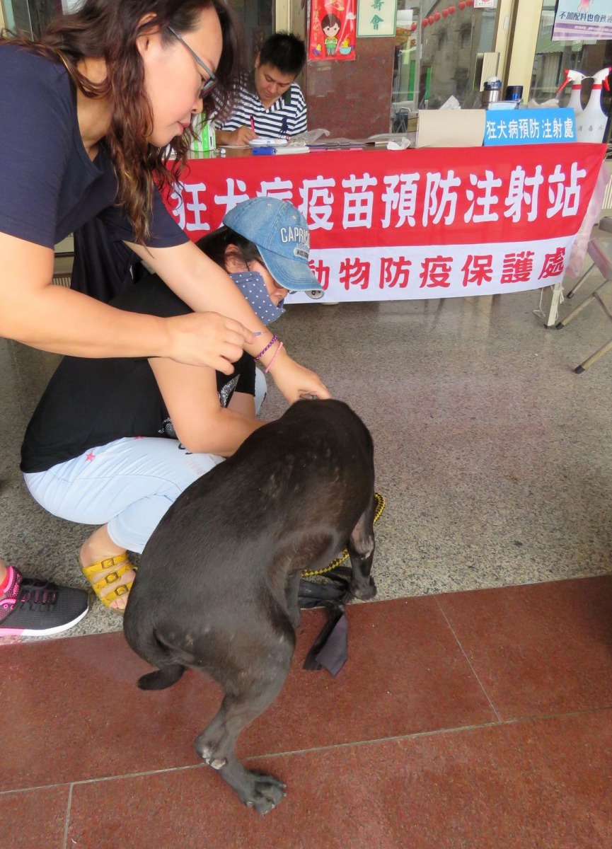 台南市動保處7月17日起動保處舉辦疫區狂犬病巡迴預防注射活動。高維奇/攝