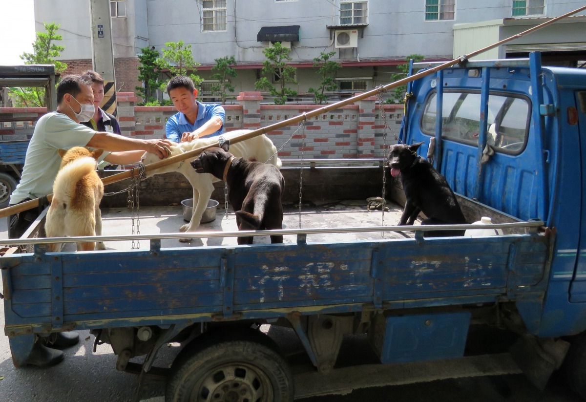 山區的狗與鼬獾接觸的機率很高，多數飼主都有危機意識，忙著載家犬前往注射。