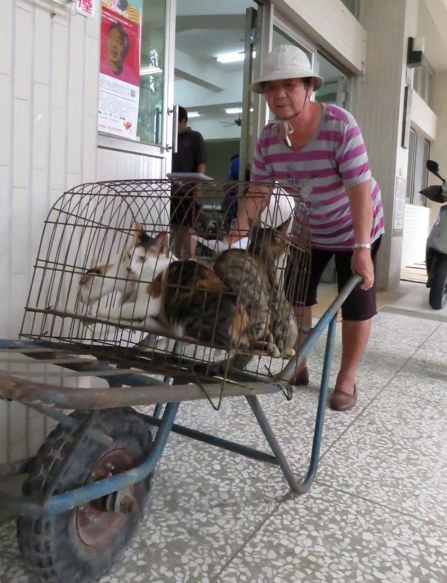 事先誘捕家貓一起送往注射。高維奇/攝